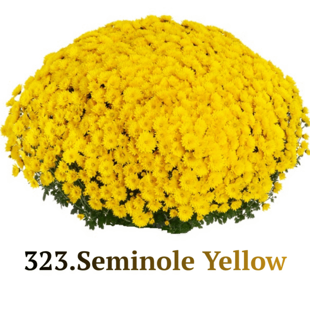Хризантема шаровидна 323.Seminole Yellow (горщик ф12)