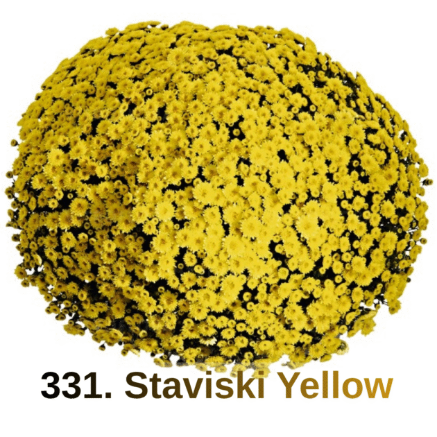 Хризантема шаровидна 331. Staviski Yellow (горщик ф12)