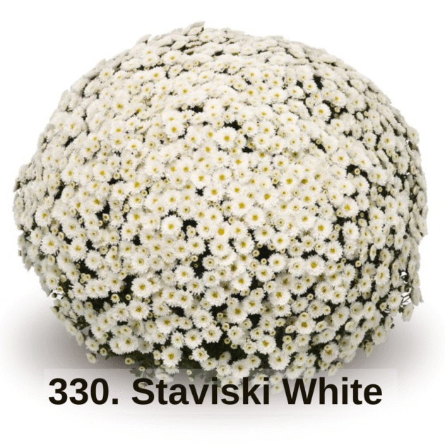 Хризантема шаровидна 330. Staviski White (горщик ф12)