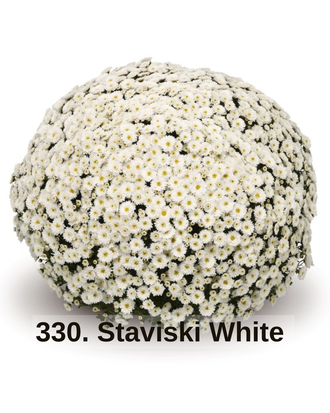 Хризантема шаровидна 330. Staviski White (горщик ф12)
