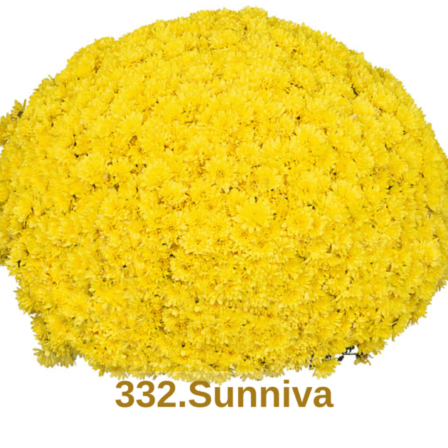 Хризантема шаровидна 332.Sunniva (горщик ф12)
