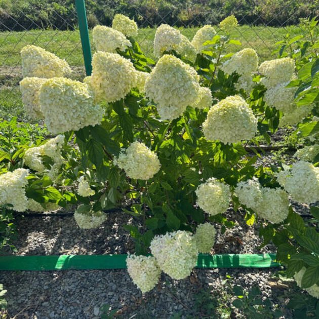Мітловидна Гортензія Lime горщик 1,5л
