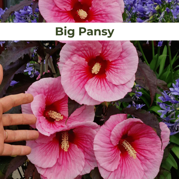 Гібіскус 3.Big Pansy