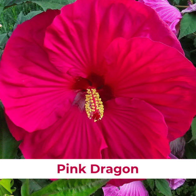 Гібіскус 10.Pink Dragon