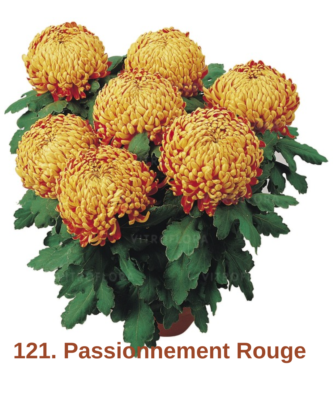 Хризантема повна 121. Passionnement Rouge (горщик ф12)