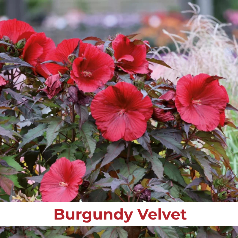 Гібіскус 1.Burgundy Velvet