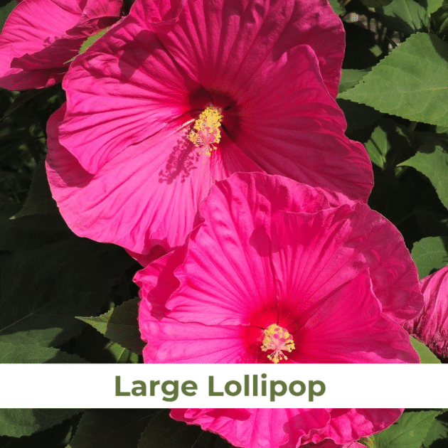 Гібіскус 6.Large Lollipop