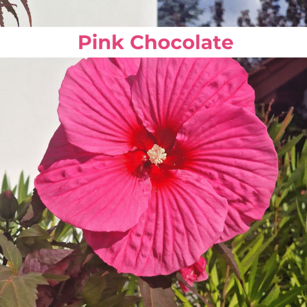 Гібіскус 8.Pink Chocolate