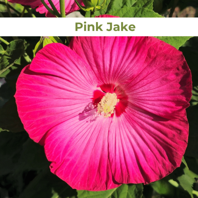 Гібіскус 2.Pink Jake