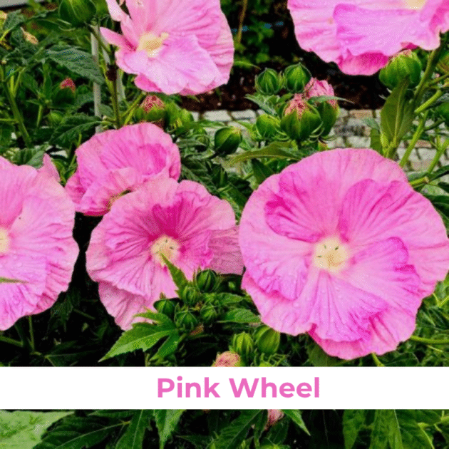Гібіскус 9.Pink Wheel
