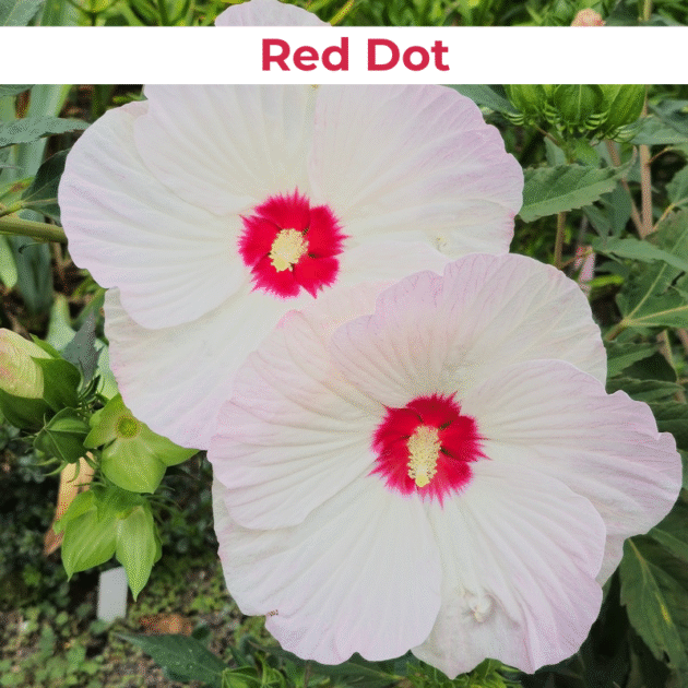 Гібіскус 5.Red Dot