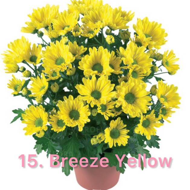 Хризантема 15.Breeze Yellow (горщик ф12)