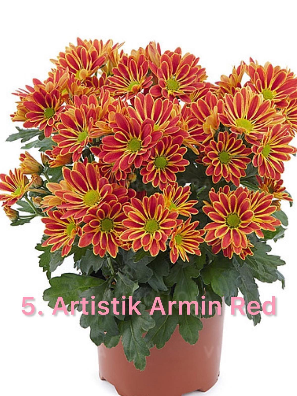 Хризантема гіллячкова 5.Artistik Armin Red (черенок)