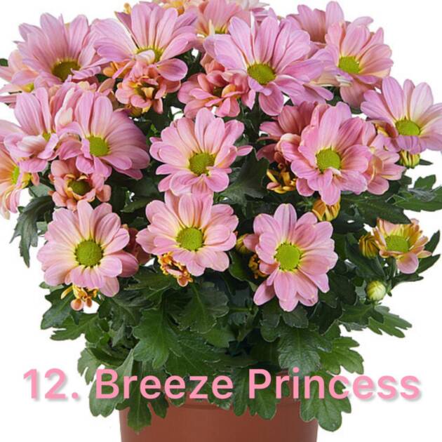 Хризантема 12.Breeze Princess (горщик ф12)