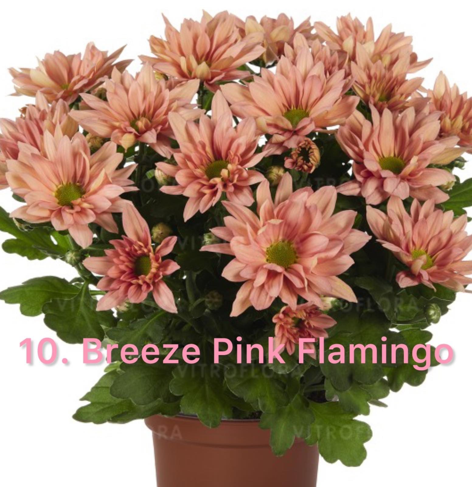 Хризантема гіллячкова 10.Breeze Pink Flamingo (черенок)