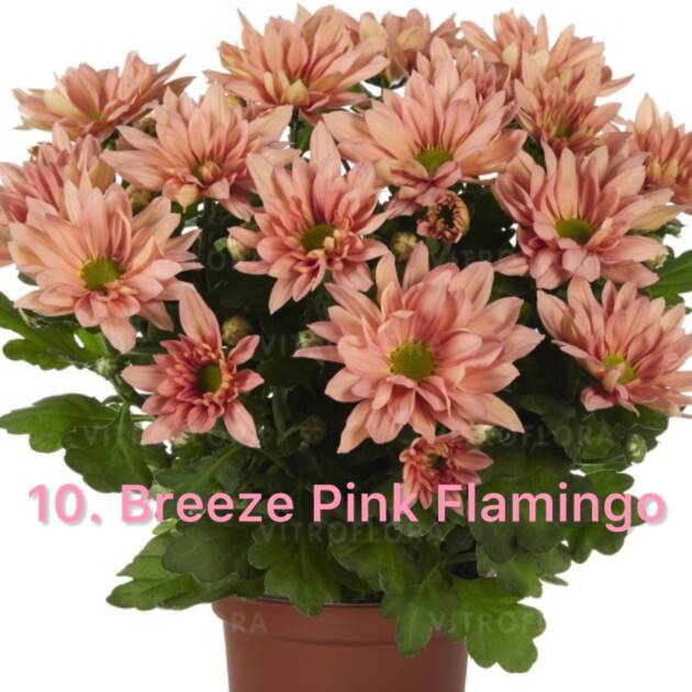 Хризантема 10.Breeze Pink Flamingo (горщик ф12)