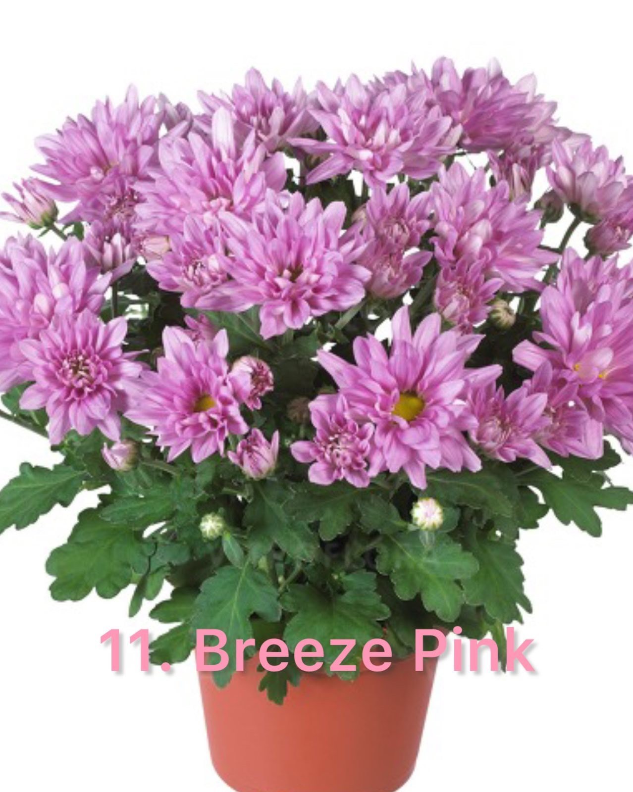 Хризантема гіллячкова 11.Breeze Pink (черенок)