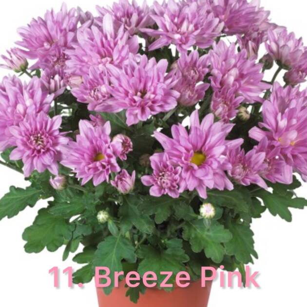 Хризантема 11.Breeze Pink  (горщик ф12)