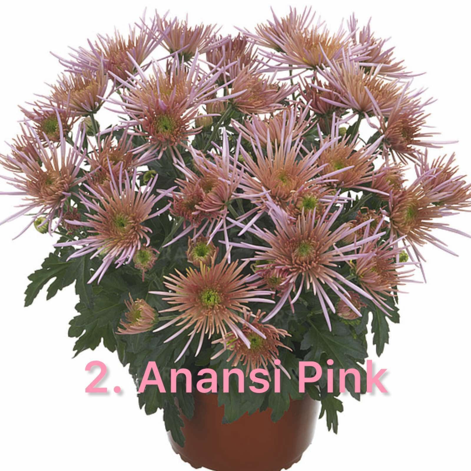 Хризантема гіллячкова 2. Anansi Pink (черенок)