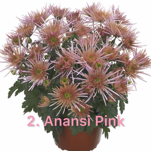 Хризантема 2. Anansi Pink (горщик ф12)