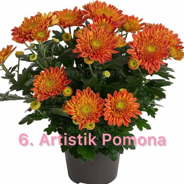 Хризантема гіллячкова 6.Artistik Pomona (черенок)
