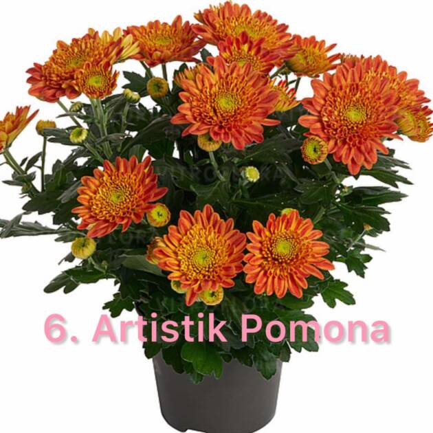 Хризантема 6.Artistik Pomona (горщик ф12)