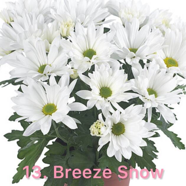 Хризантема 13.Breeze Snow (горщик ф12)
