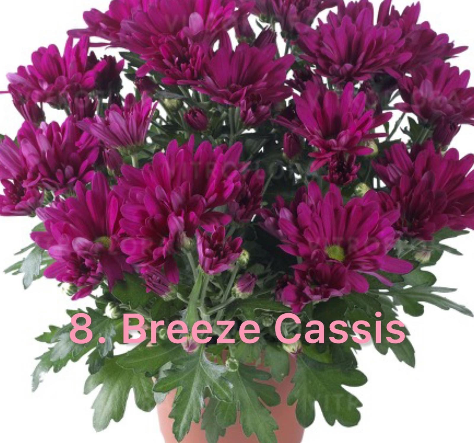 Хризантема гіллячкова 8.Breeze Cassis (черенок)