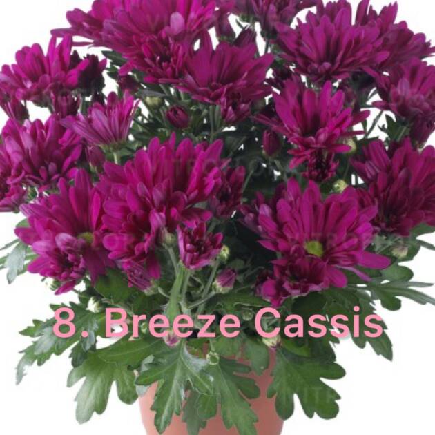 Хризантема 8.Breeze Cassis (горщик ф12)