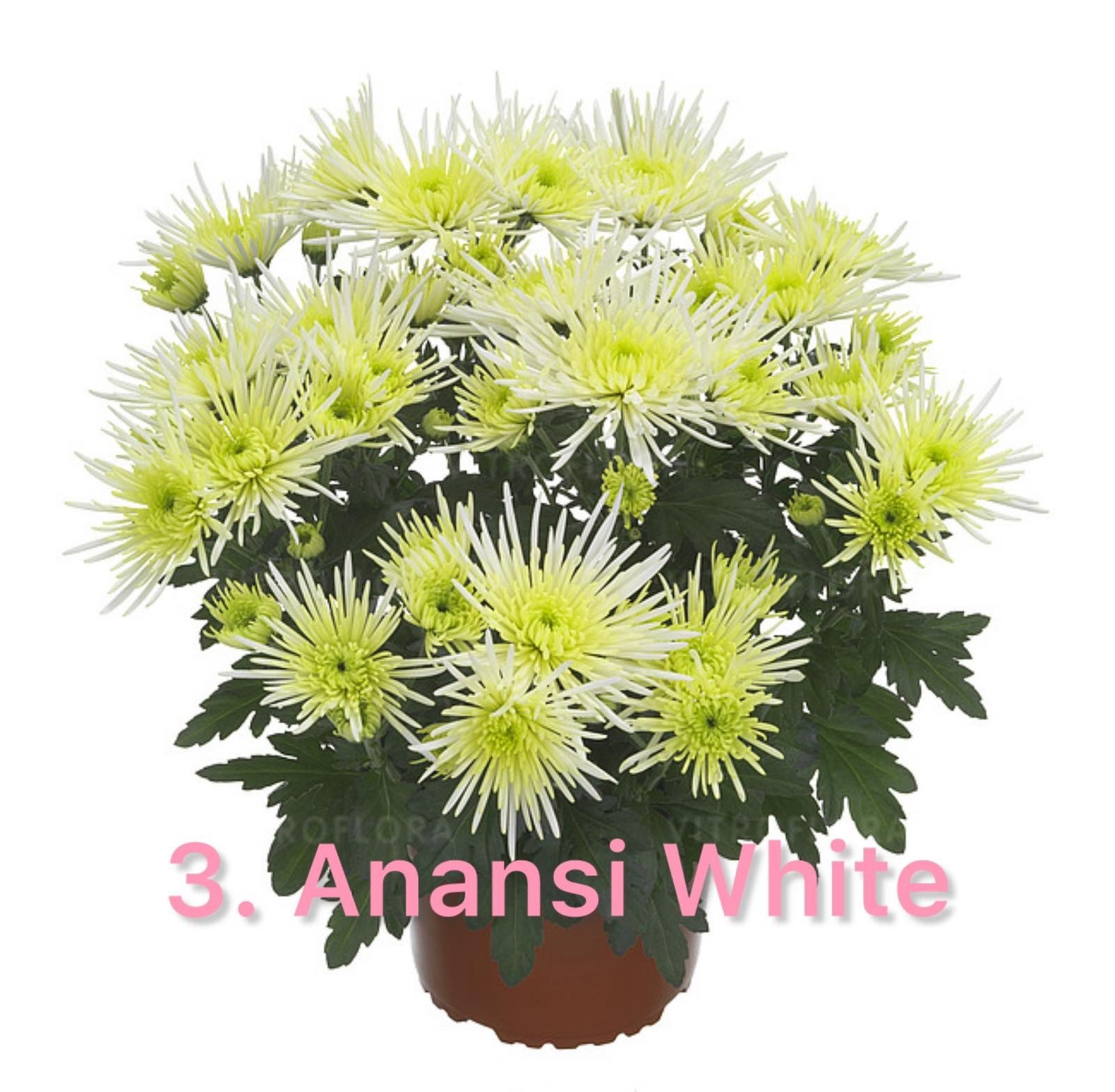 Хризантема гіллячкова 3. Anansi White (черенок)