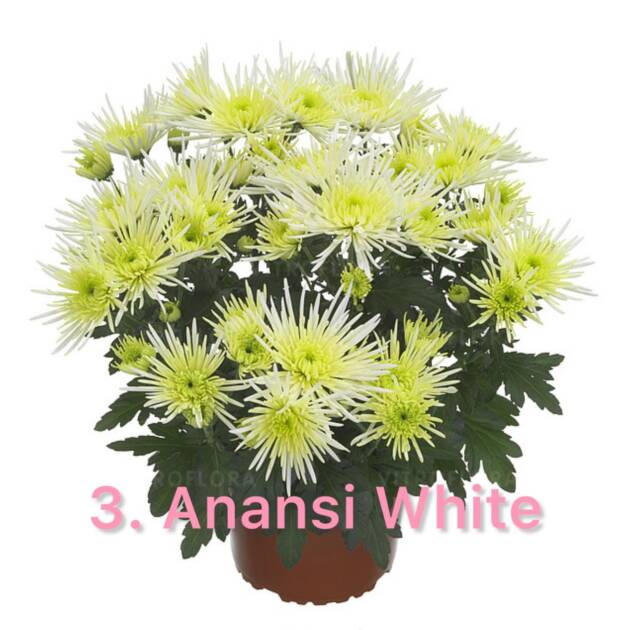 Хризантема 3. Anansi White (горщик ф12)