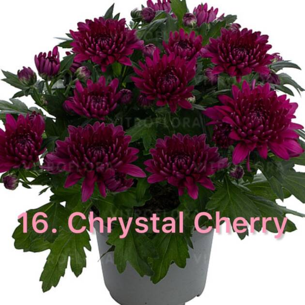 Хризантема 16.Chrystal Cherry (горщик ф12)
