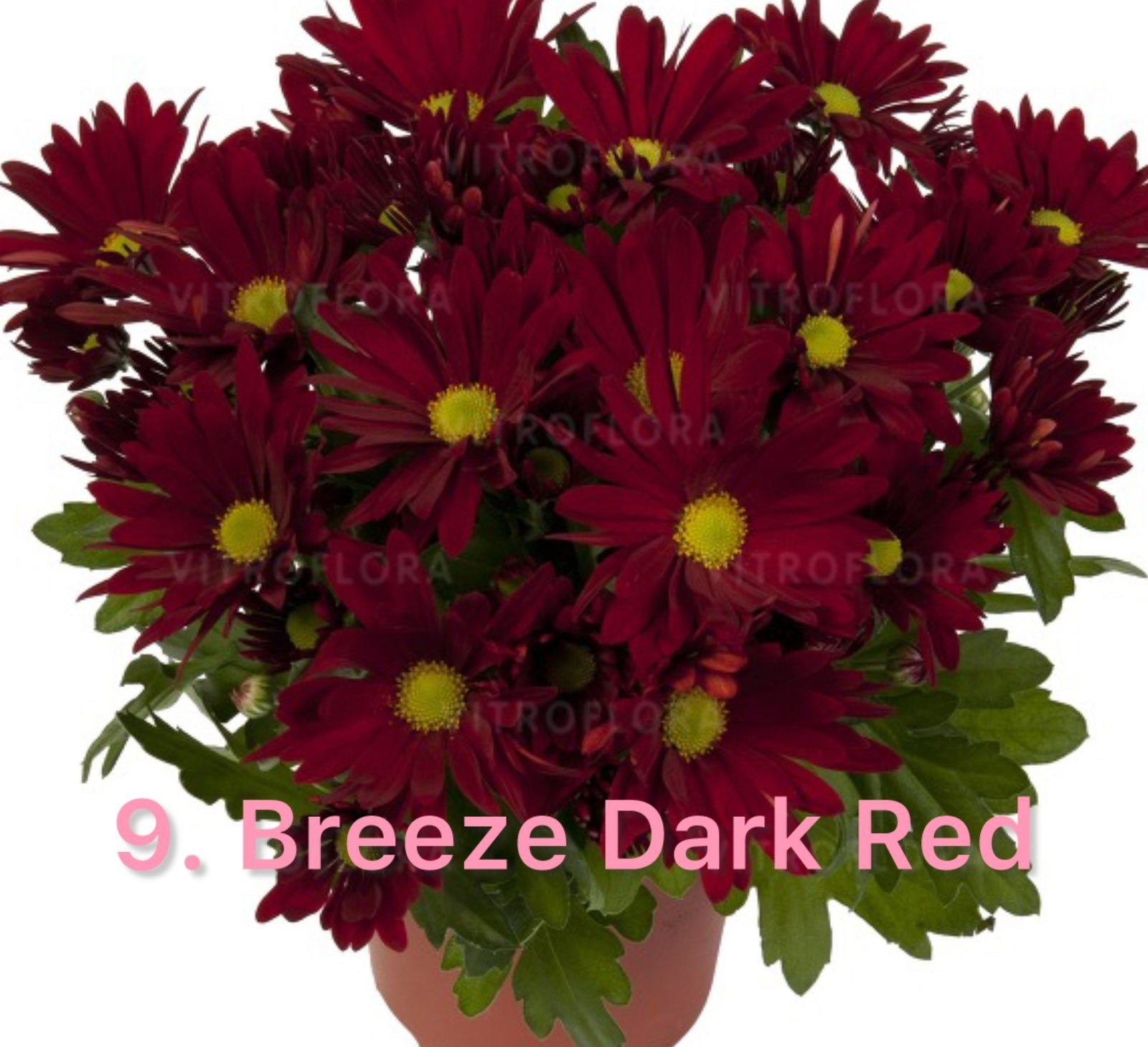Хризантема гіллячкова 9.Breeze Dark Red (черенок)