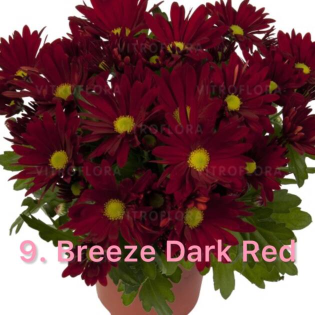 Хризантема 9.Breeze Dark Red (горщик ф12)