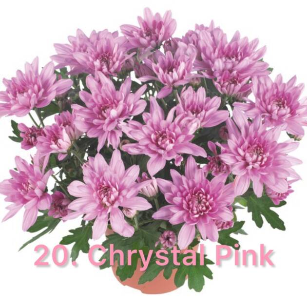Хризантема 20.Chrystal Pink (горщик ф12)