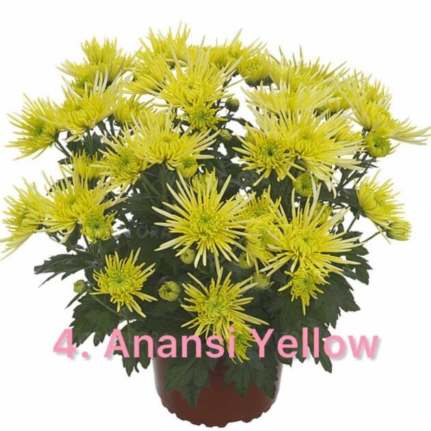 Хризантема гіллячкова 4.Anansi Yellow (черенок)