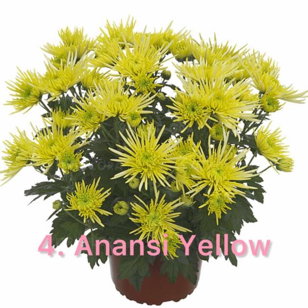 Хризантема 4.Anansi Yellow (горщик ф12)