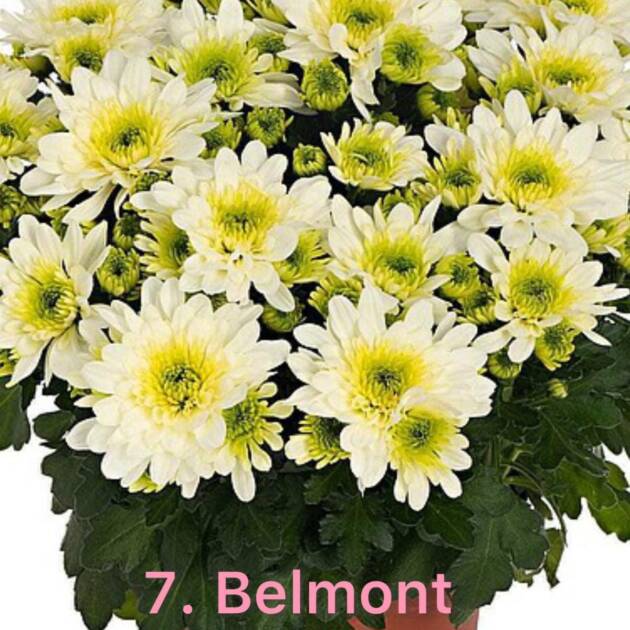 Хризантема 7.Belmond (горщик ф12)