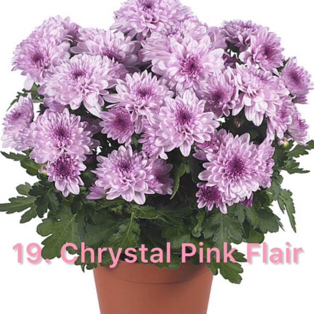 Хризантема 19.Chrystal Pink Flair (горщик ф12)