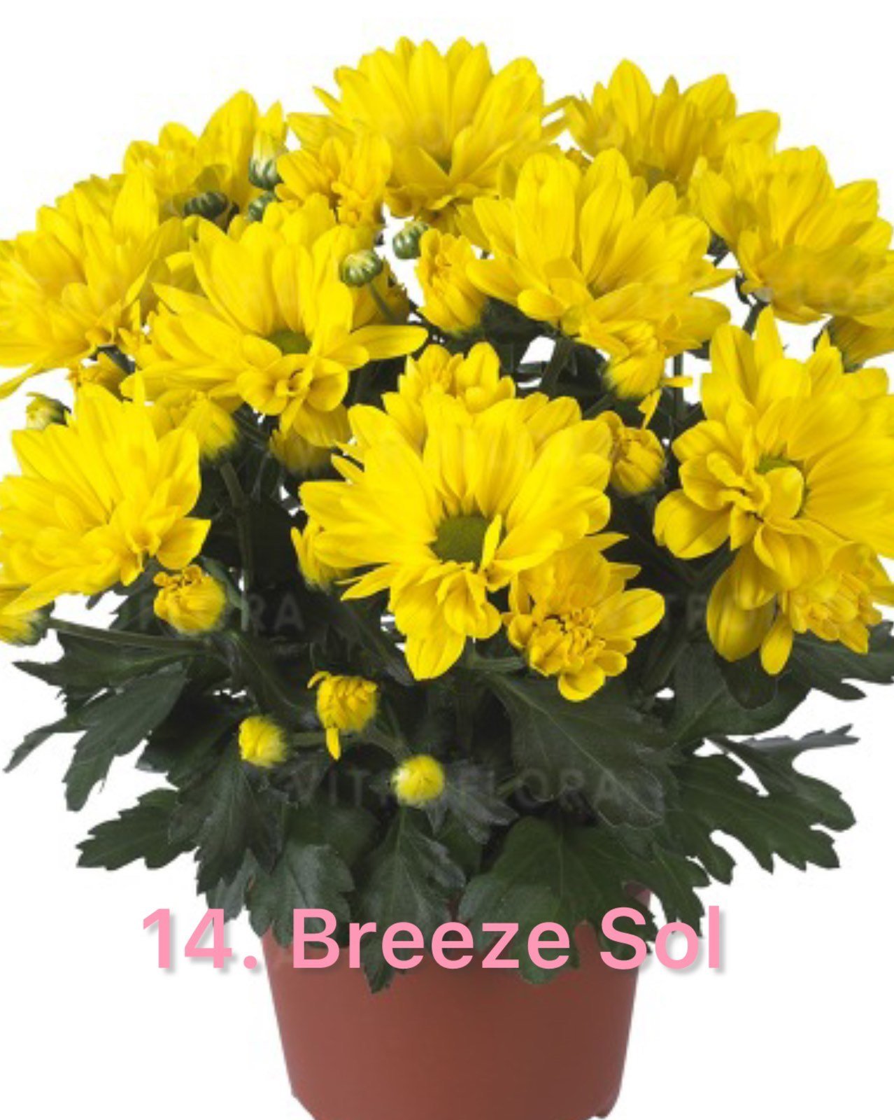 Хризантема гіллячкова 14.Breeze Sol (черенок)