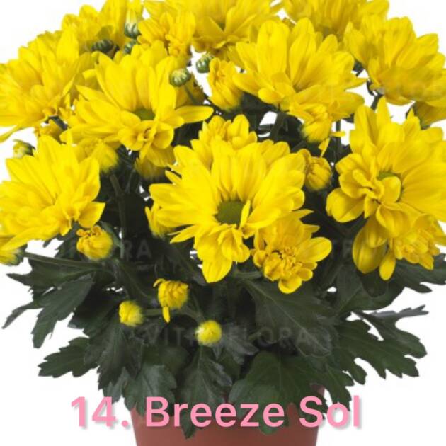 Хризантема 14.Breeze Sol (горщик ф12)