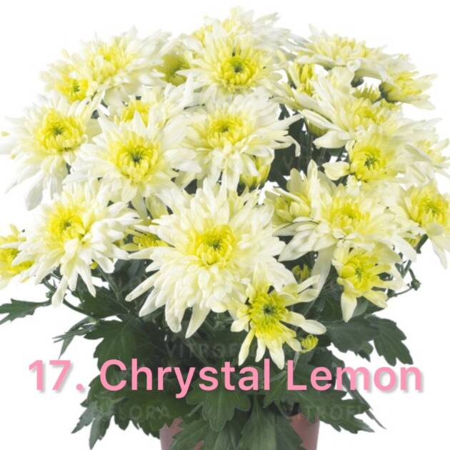 Хризантема 17.Chrystal Lemon (горщик ф12)