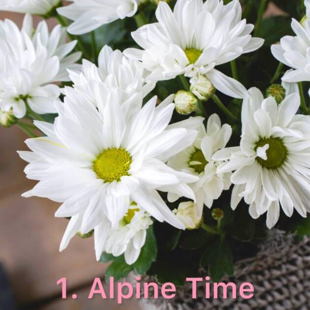 Хризантема 1.Alpine Time (горщик ф12)