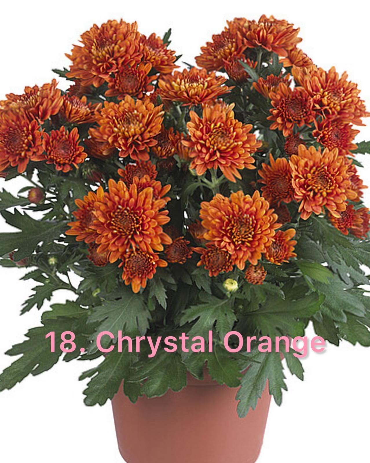 Хризантема гіллячкова 18.Chrystal Orange (черенок)