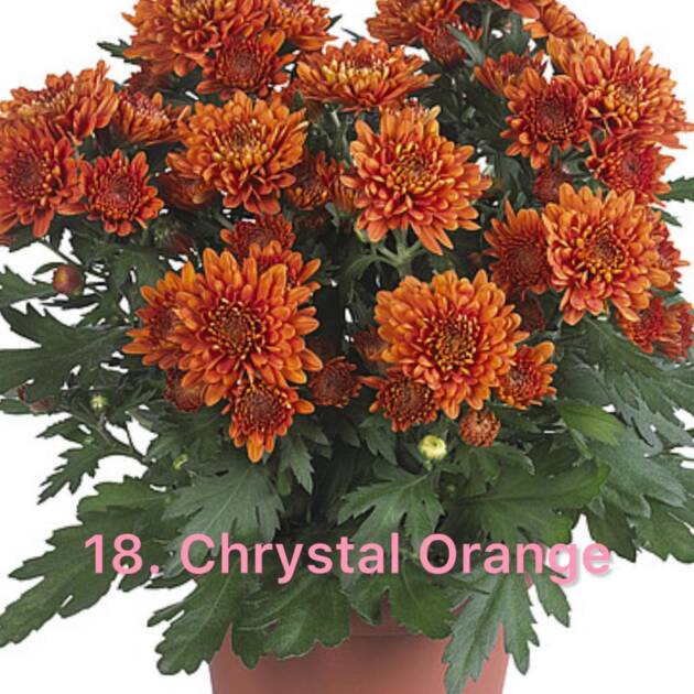 Хризантема 18.Chrystal Orange (горщик ф12)