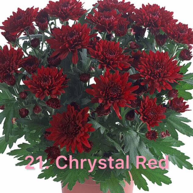 Хризантема 21.Chrystal Red (горщик ф12)