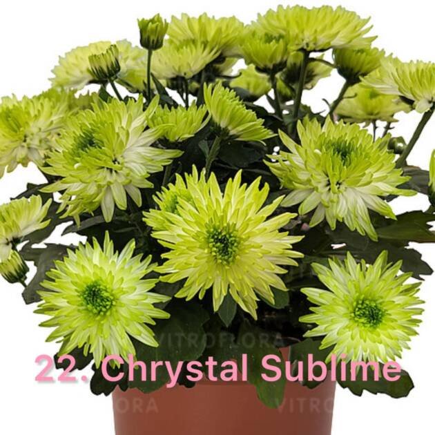 Хризантема гіллячкова 22.Chrystal Sublime (черенок)