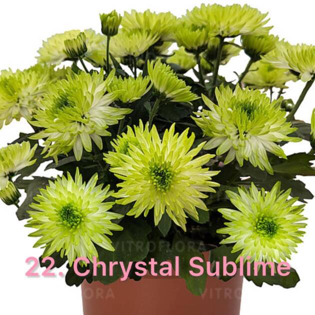 Хризантема 22.Chrystal Sublime (горщик ф12)