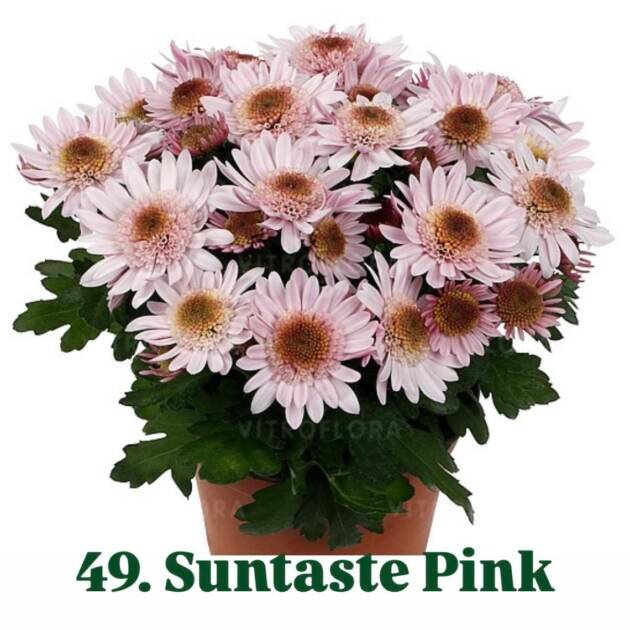 Хризантема гіллячкова 49.Suntaste Pink (черенок)