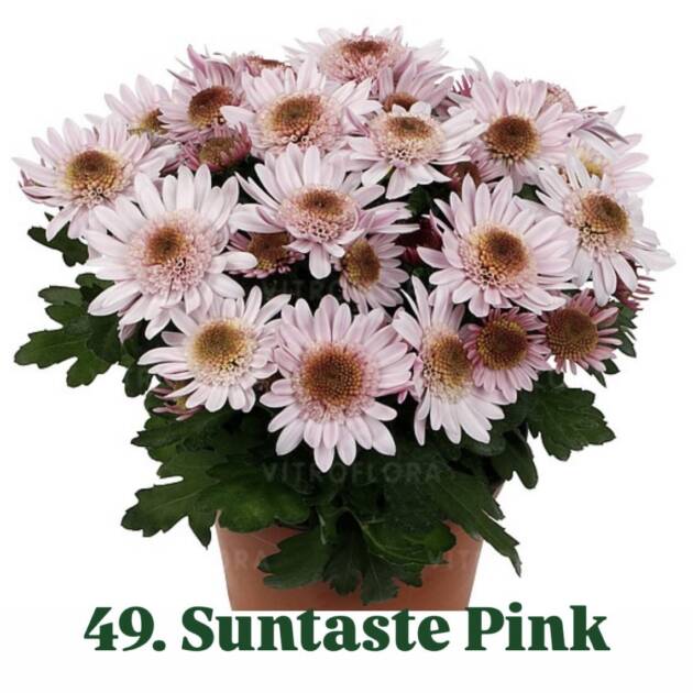 Хризантема 49.Suntaste Pink (горщик ф12)
